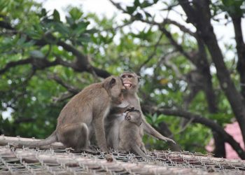 Hòn đảo này có khá nhiều thức ăn đa dạng 