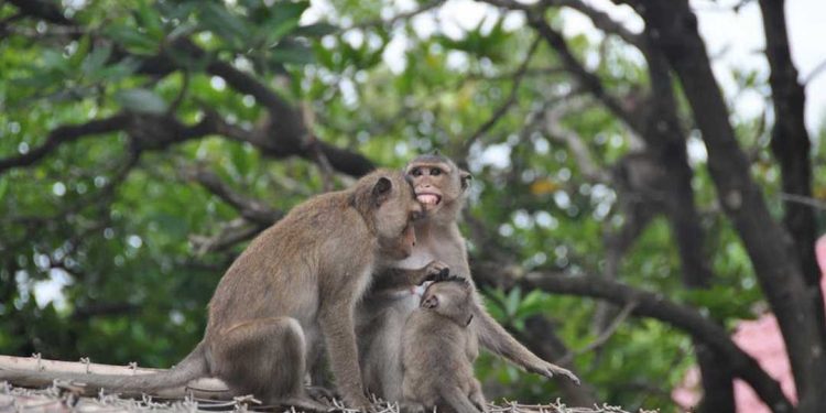 Hòn đảo này có khá nhiều thức ăn đa dạng 