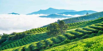 Đồi chè xanh Cầu Đất - Điểm du lịch lý tưởng