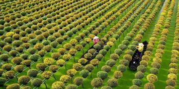 Làng hoa Sa Đéc ngập tràn sắc hoa rực rỡ