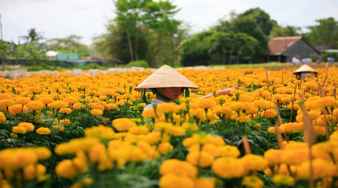 Người dân tỉ mỉ chăm sóc cho các chậu hoa