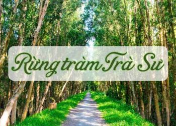 Khám phá những điều bí ẩn từ khu rừng tràm Trà Sư có gì hấp dẫn?