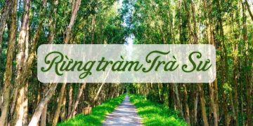 Khám phá những điều bí ẩn từ khu rừng tràm Trà Sư có gì hấp dẫn?