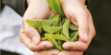 Du lịch đồi chè Cầu Đất – Đà Lạt cần quan tâm những điều gì?