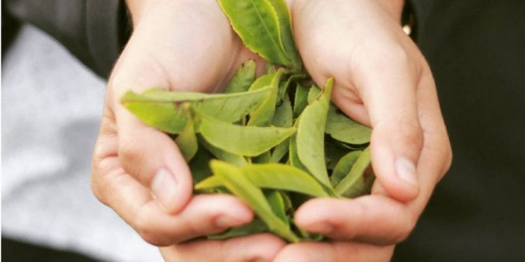 Du lịch đồi chè Cầu Đất – Đà Lạt cần quan tâm những điều gì?