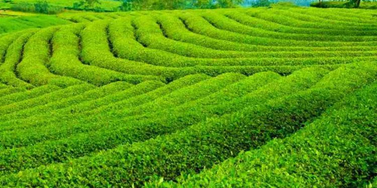 Lịch sử đồi chè Cầu Đất hình thành, phát triển như thế nào?