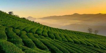 Quán ăn gần đồi chè Cầu Đất tiện lợi cho chuyến đi của bạn