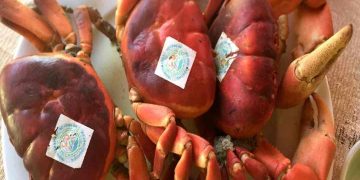 Cua đá - Cù Lao Chàm