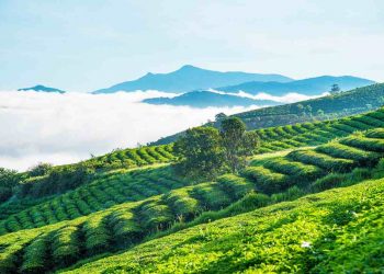 Đồi chè xanh Cầu Đất - Điểm du lịch lý tưởng