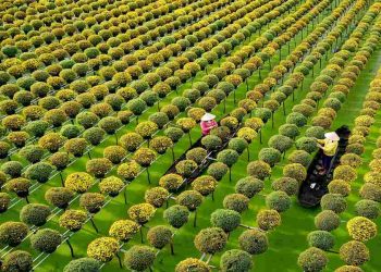 Làng hoa Sa Đéc ngập tràn sắc hoa rực rỡ