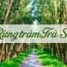 Khám phá những điều bí ẩn từ khu rừng tràm Trà Sư có gì hấp dẫn?