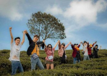 Check in đồi chè Cầu Đất với góc view không thể bỏ qua