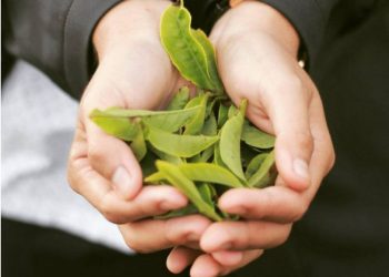 Du lịch đồi chè Cầu Đất – Đà Lạt cần quan tâm những điều gì?