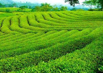 Lịch sử đồi chè Cầu Đất hình thành, phát triển như thế nào?