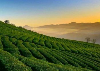 Quán ăn gần đồi chè Cầu Đất tiện lợi cho chuyến đi của bạn